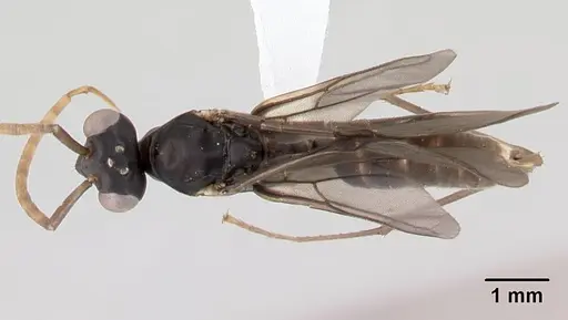 Gigantiops destructor specimen CASENT0217330 image casent0217330_1