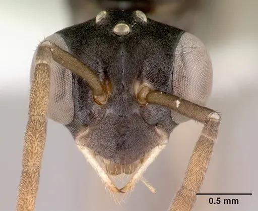 Gigantiops destructor specimen CASENT0217330 image casent0217330_2