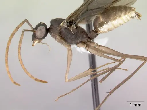 Gigantiops destructor specimen CASENT0217330 image casent0217330_3