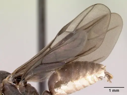 Gigantiops destructor specimen CASENT0217330 image casent0217330_4
