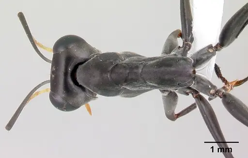 Gigantiops destructor specimen CASENT0217331 image casent0217331_1