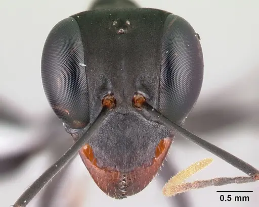 Gigantiops destructor specimen CASENT0217331 image casent0217331_3