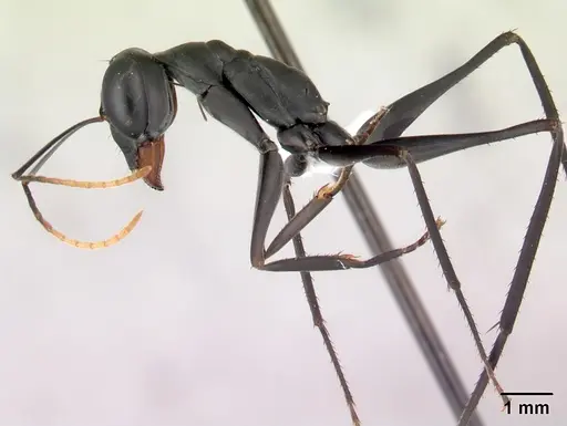 Gigantiops destructor specimen CASENT0217331 image casent0217331_4