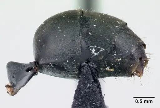 Gigantiops destructor specimen CASENT0217331 image casent0217331_5