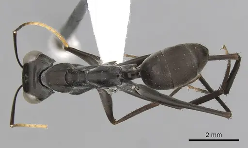 Gigantiops destructor specimen CASENT0280427 image casent0280427_1