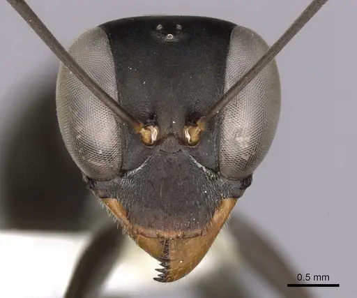 Gigantiops destructor specimen CASENT0280427 image casent0280427_2