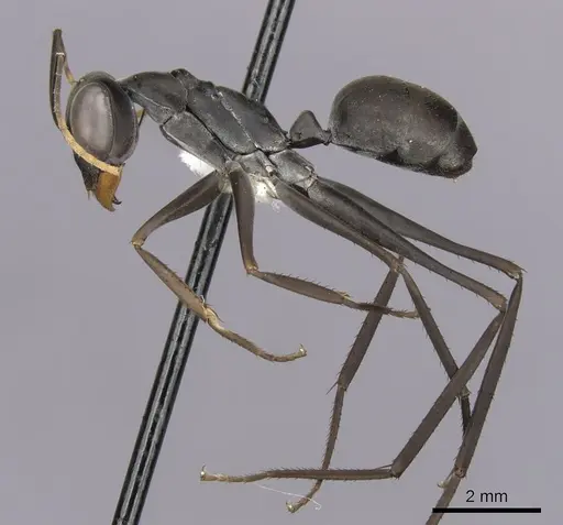 Gigantiops destructor specimen CASENT0280427 image casent0280427_3