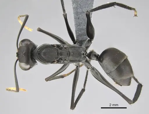 Gigantiops destructor specimen CASENT0370962 image casent0370962_1