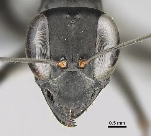 Gigantiops destructor specimen CASENT0370962 image casent0370962_2