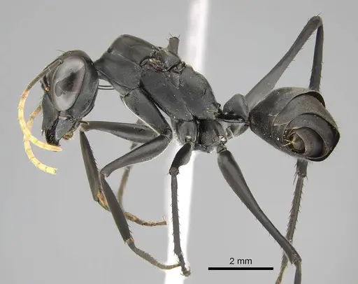 Gigantiops destructor specimen CASENT0370962 image casent0370962_3