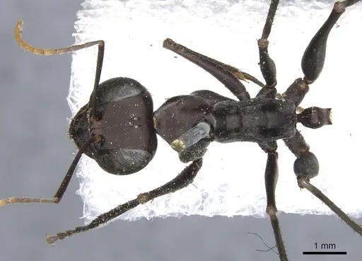 Gigantiops destructor specimen CASENT0903259 image casent0903259_1
