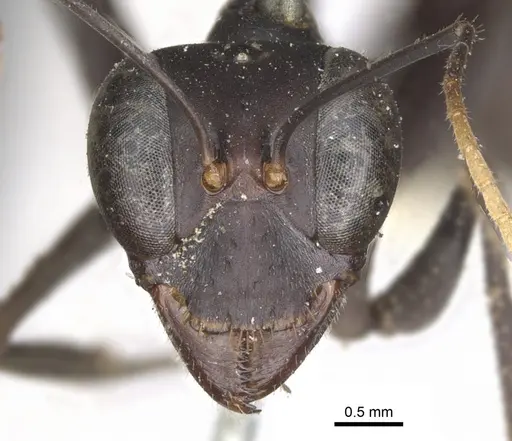 Gigantiops destructor specimen CASENT0903259 image casent0903259_2