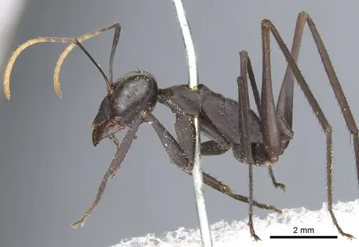 Gigantiops destructor specimen CASENT0903259 image casent0903259_3
