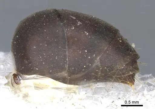 Gigantiops destructor specimen CASENT0903259 image casent0903259_4