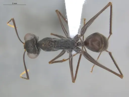 Gigantiops destructor specimen ECOFOG-MI15-0253-14 image ecofog-mi15-0253-14_1