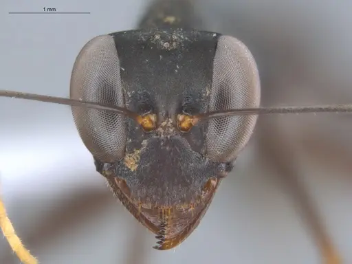Gigantiops destructor specimen ECOFOG-MI15-0253-14 image ecofog-mi15-0253-14_2