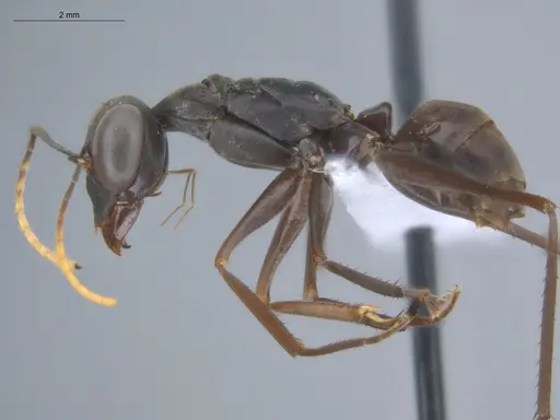 Gigantiops destructor specimen ECOFOG-MI15-0253-14 image ecofog-mi15-0253-14_3