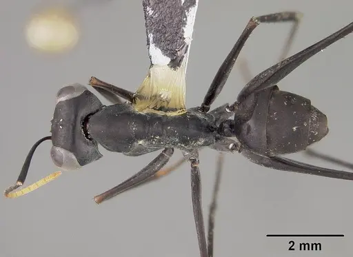 Gigantiops destructor specimen USNMENT00418379 image usnment00418379_1