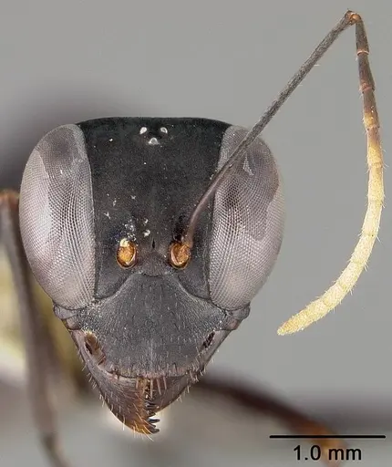 Gigantiops destructor specimen USNMENT00418379 image usnment00418379_2