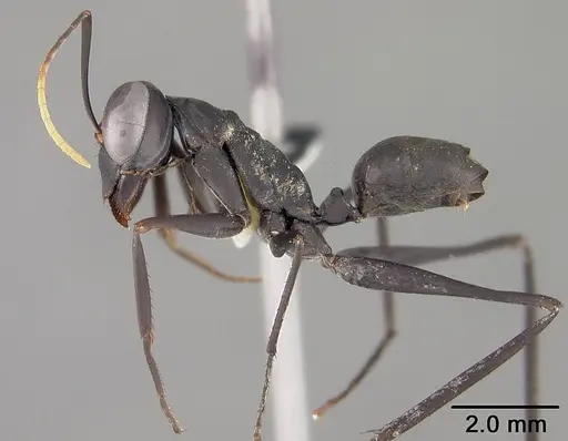 Gigantiops destructor specimen USNMENT00418379 image usnment00418379_3
