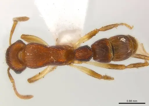 Gnamptogenys acuminata specimen CASENT0179946 image casent0179946_1