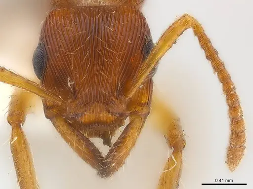 Gnamptogenys acuminata specimen CASENT0179946 image casent0179946_2