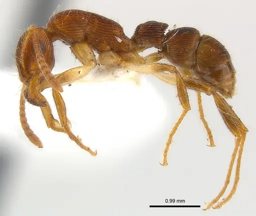 Gnamptogenys acuminata specimen CASENT0179946 image casent0179946_3