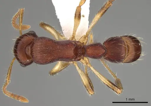 Gnamptogenys acuminata specimen CASENT0281511 image casent0281511_1