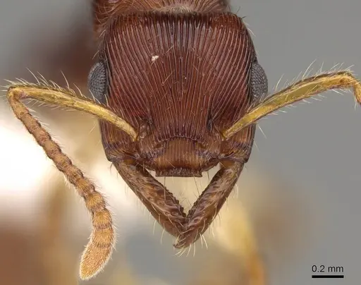 Gnamptogenys acuminata specimen CASENT0281511 image casent0281511_2
