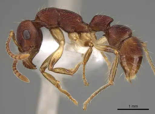 Gnamptogenys acuminata specimen CASENT0281511 image casent0281511_3