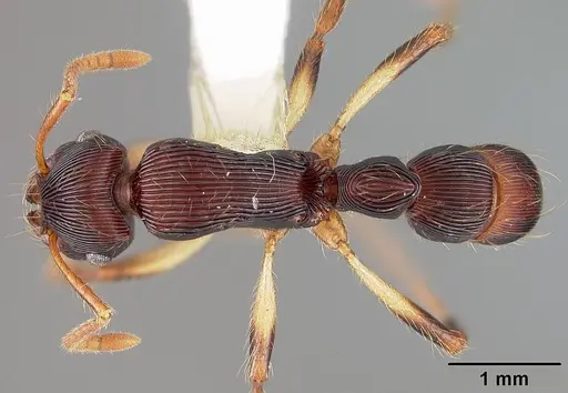 Gnamptogenys acuminata specimen USNMENT00441095 image usnment00441095_1
