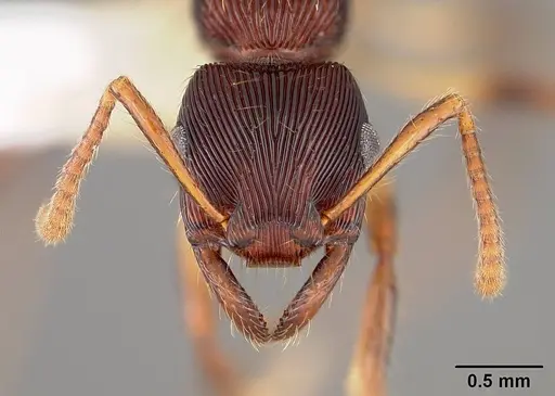 Gnamptogenys acuminata specimen USNMENT00441095 image usnment00441095_2