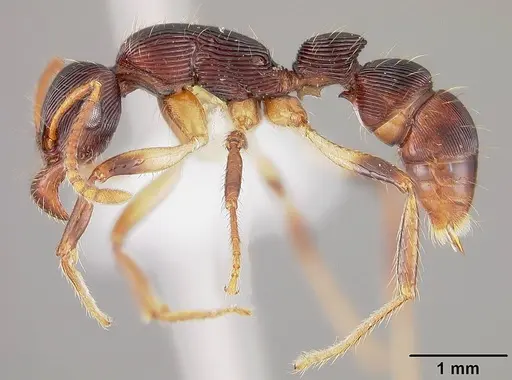 Gnamptogenys acuminata specimen USNMENT00441095 image usnment00441095_3