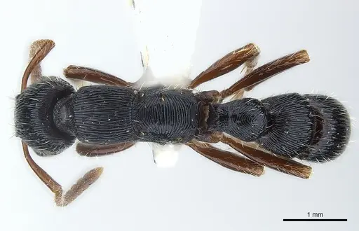 Gnamptogenys alfaroi specimen CASENT0179982 image casent0179982_1