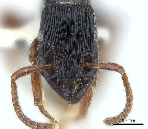 Gnamptogenys alfaroi specimen CASENT0179982 image casent0179982_3