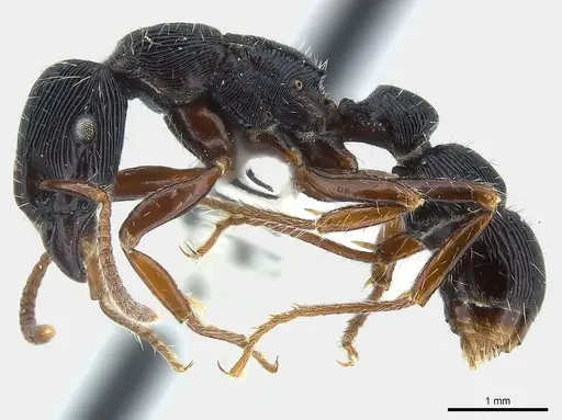 Gnamptogenys alfaroi specimen CASENT0179982 image casent0179982_4