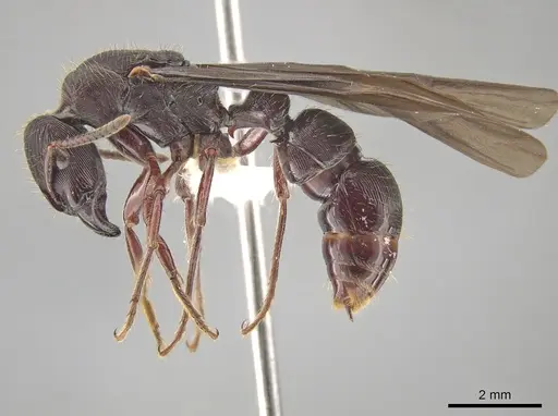 Gnamptogenys alfaroi specimen CASENT0629424 image casent0629424_3