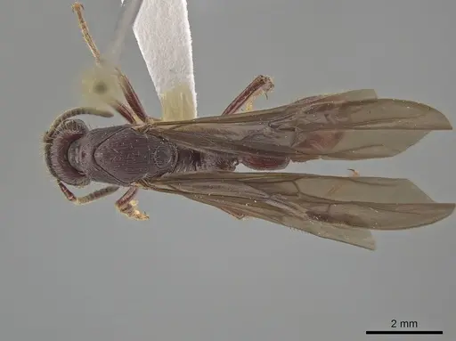 Gnamptogenys alfaroi specimen CASENT0631496 image casent0631496_1