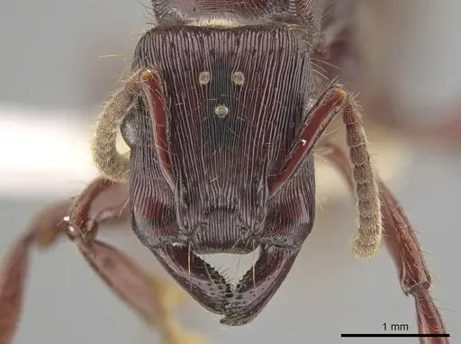 Gnamptogenys alfaroi specimen CASENT0631496 image casent0631496_2