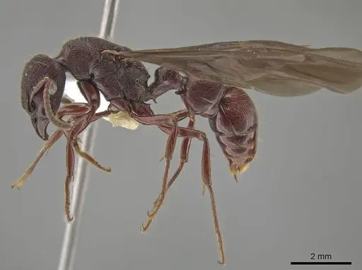 Gnamptogenys alfaroi specimen CASENT0631496 image casent0631496_3