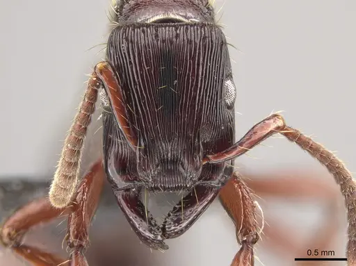 Gnamptogenys alfaroi specimen CASENT0637234 image casent0637234_3