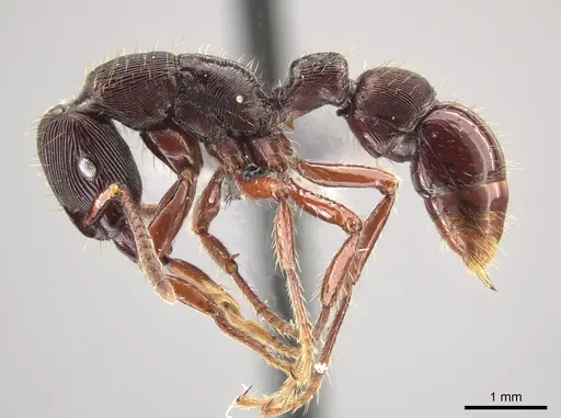 Gnamptogenys alfaroi specimen CASENT0637234 image casent0637234_4