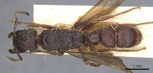 Gnamptogenys alfaroi specimen CASENT0903845 image casent0903845_1
