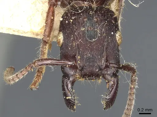 Gnamptogenys alfaroi specimen CASENT0903845 image casent0903845_2