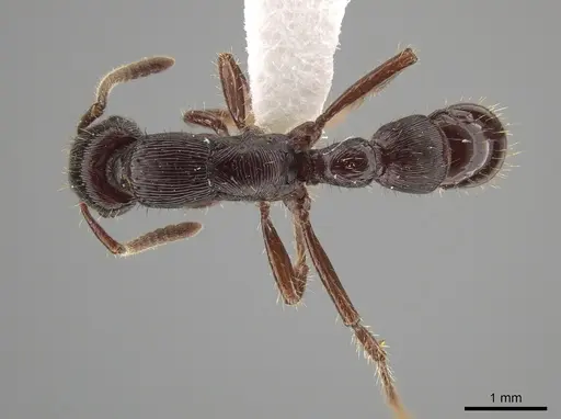 Gnamptogenys alfaroi specimen INB0003605523 image inb0003605523_1