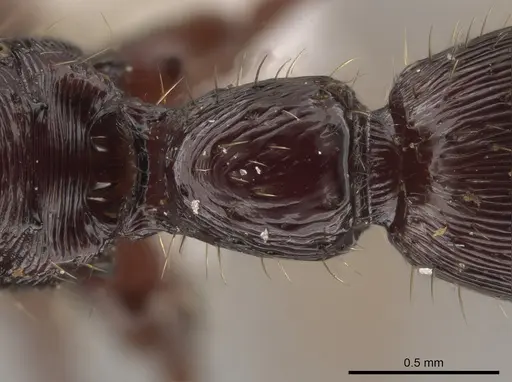 Gnamptogenys alfaroi specimen INB0003605523 image inb0003605523_2