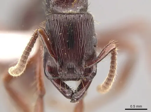 Gnamptogenys alfaroi specimen INB0003605523 image inb0003605523_3