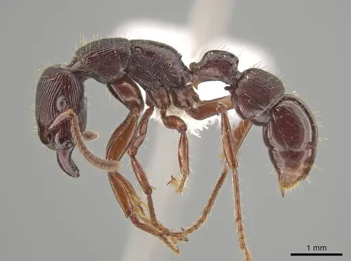 Gnamptogenys alfaroi specimen INB0003605523 image inb0003605523_4