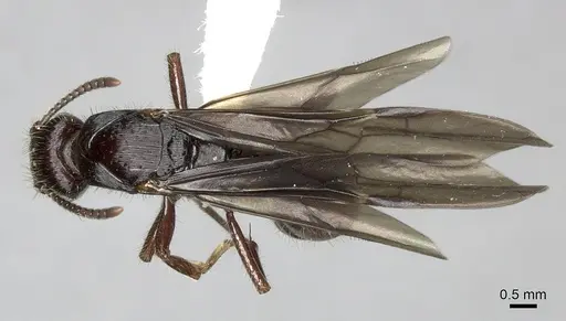 Gnamptogenys alfaroi specimen INB0003662376 image inb0003662376_1