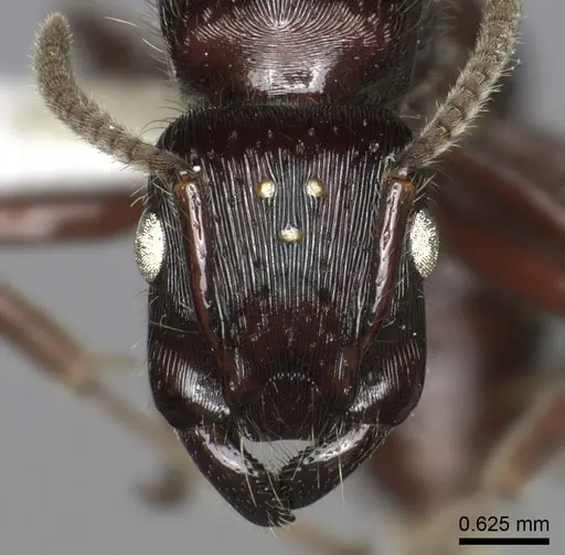 Gnamptogenys alfaroi specimen INB0003662376 image inb0003662376_2